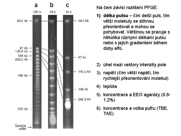 Na čem závisí rozlišení PFGE: 1) délka pulsu – čím delší puls, tím větší