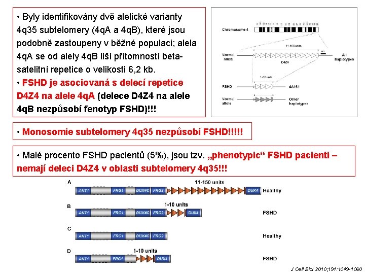  • Byly identifikovány dvě alelické varianty 4 q 35 subtelomery (4 q. A