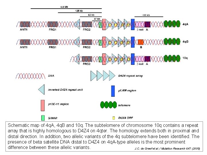 Schematic map of 4 q. A, 4 q. B and 10 q. The subtelomere