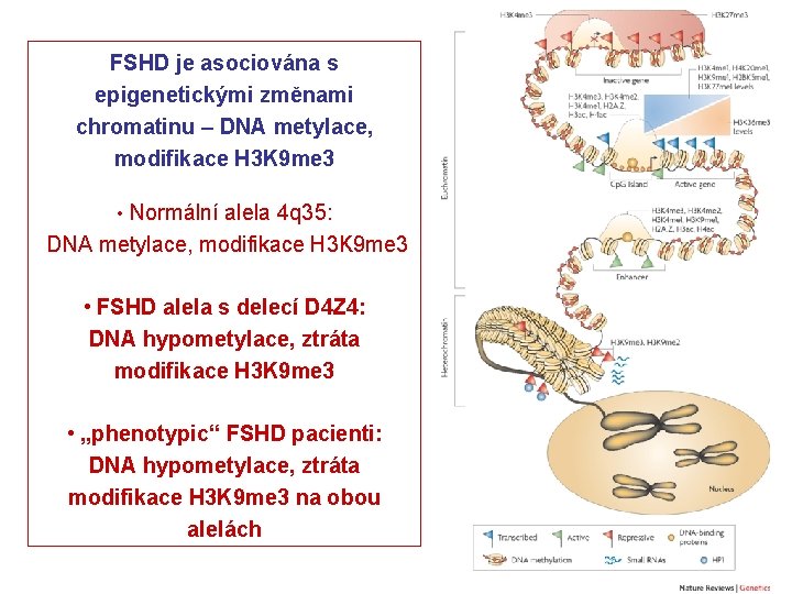 FSHD je asociována s epigenetickými změnami chromatinu – DNA metylace, modifikace H 3 K