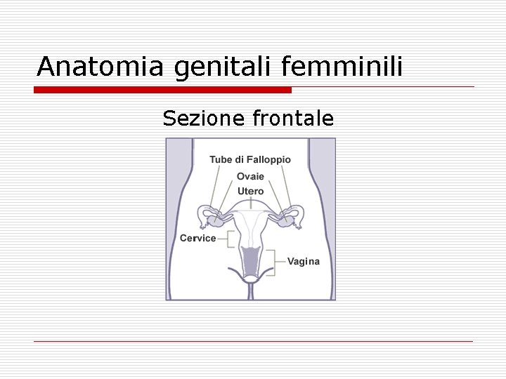 Anatomia genitali femminili Sezione frontale 