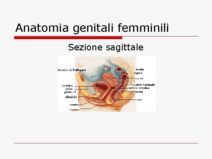 Anatomia genitali femminili Sezione sagittale 