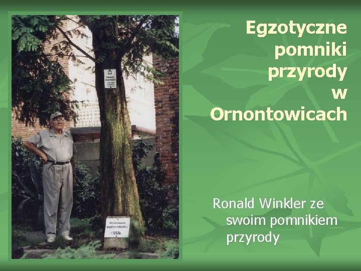 Egzotyczne pomniki przyrody w Ornontowicach Ronald Winkler ze swoim pomnikiem przyrody 