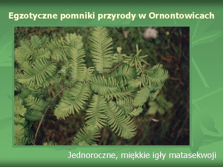 Egzotyczne pomniki przyrody w Ornontowicach Jednoroczne, miękkie igły matasekwoji 