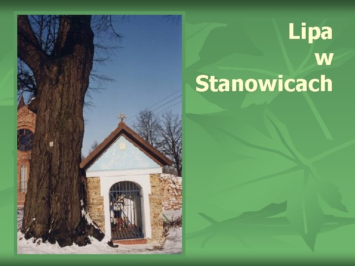 Lipa w Stanowicach 