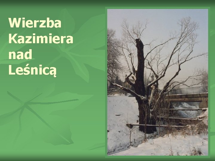 Wierzba Kazimiera nad Leśnicą 