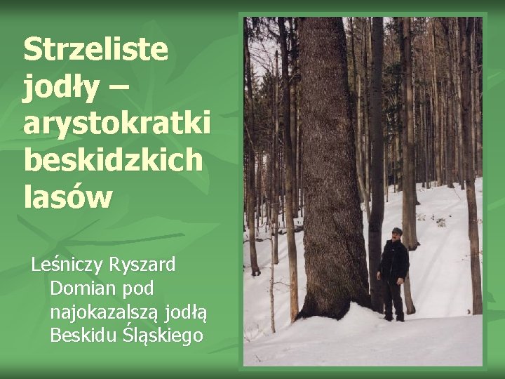 Strzeliste jodły – arystokratki beskidzkich lasów Leśniczy Ryszard Domian pod najokazalszą jodłą Beskidu Śląskiego