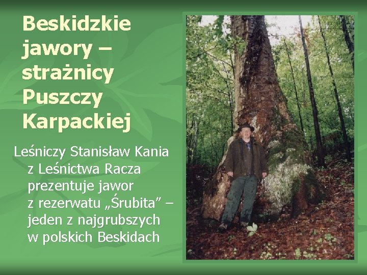 Beskidzkie jawory – strażnicy Puszczy Karpackiej Leśniczy Stanisław Kania z Leśnictwa Racza prezentuje jawor