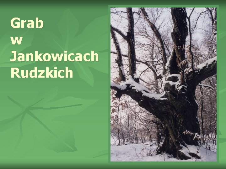 Grab w Jankowicach Rudzkich 