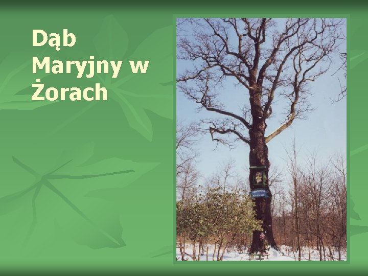 Dąb Maryjny w Żorach 