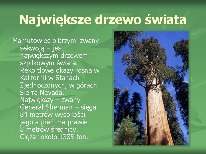 Największe drzewo świata Mamutowiec olbrzymi zwany sekwoją – jest największym drzewem szpilkowym świata. Rekordowe