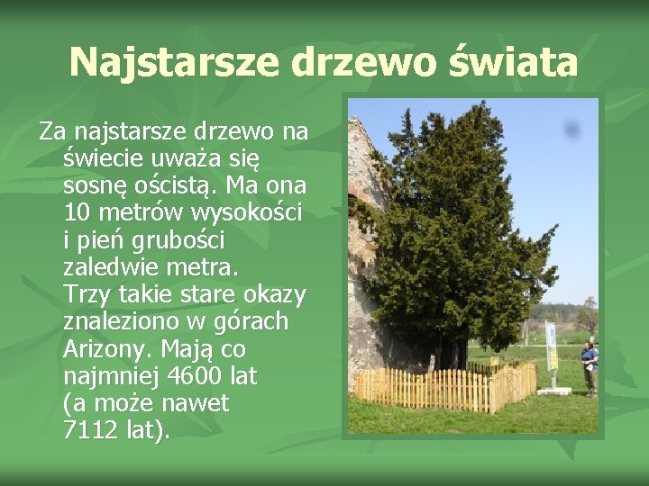 Najstarsze drzewo świata Za najstarsze drzewo na świecie uważa się sosnę ościstą. Ma ona