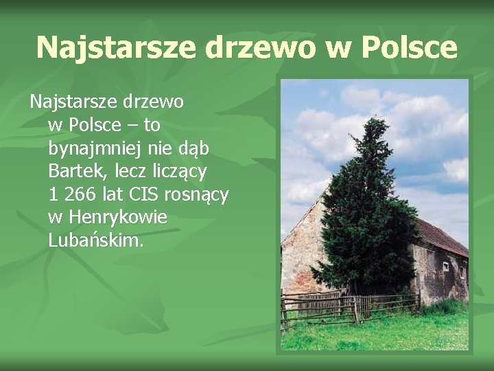 Najstarsze drzewo w Polsce – to bynajmniej nie dąb Bartek, lecz liczący 1 266