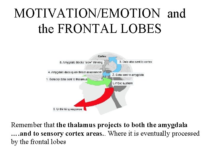 MOTIVATION/EMOTION and the FRONTAL LOBES left frontal lobe may be most involved in processing