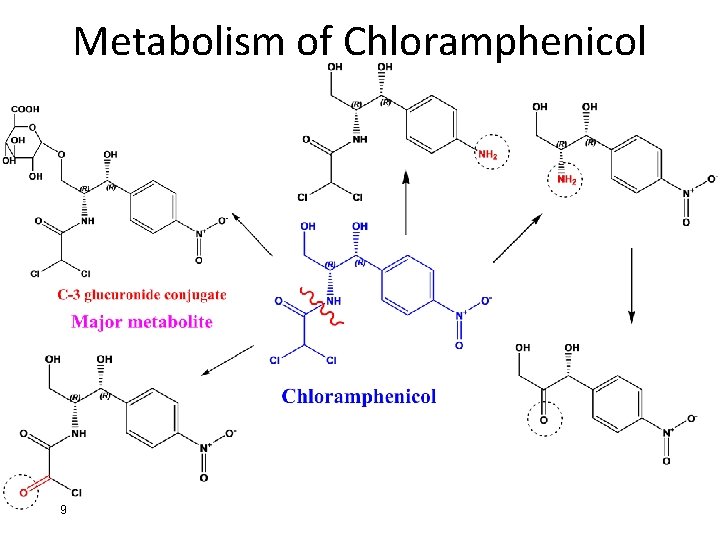 Metabolism of Chloramphenicol 9 