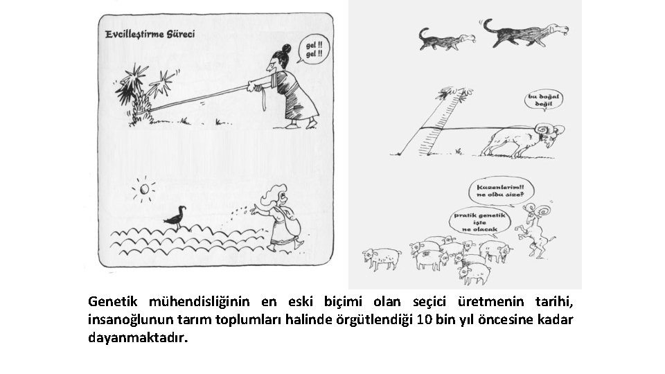 Genetik mühendisliğinin en eski biçimi olan seçici üretmenin tarihi, insanoğlunun tarım toplumları halinde örgütlendiği