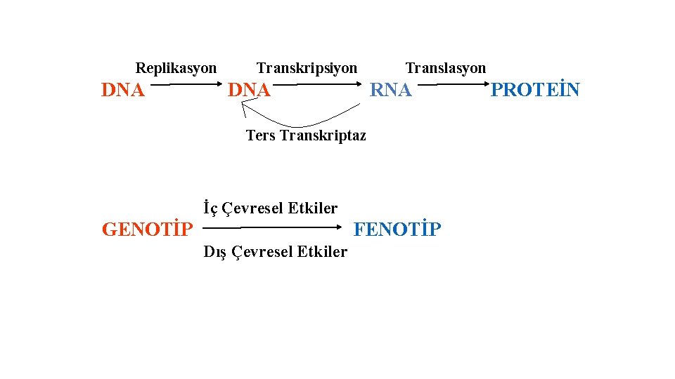 Replikasyon DNA Transkripsiyon DNA Translasyon RNA Ters Transkriptaz İç Çevresel Etkiler GENOTİP FENOTİP Dış