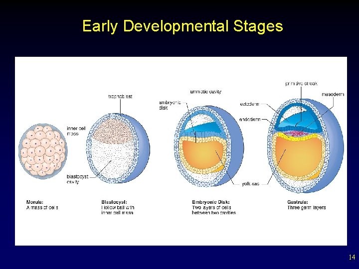 Early Developmental Stages 14 
