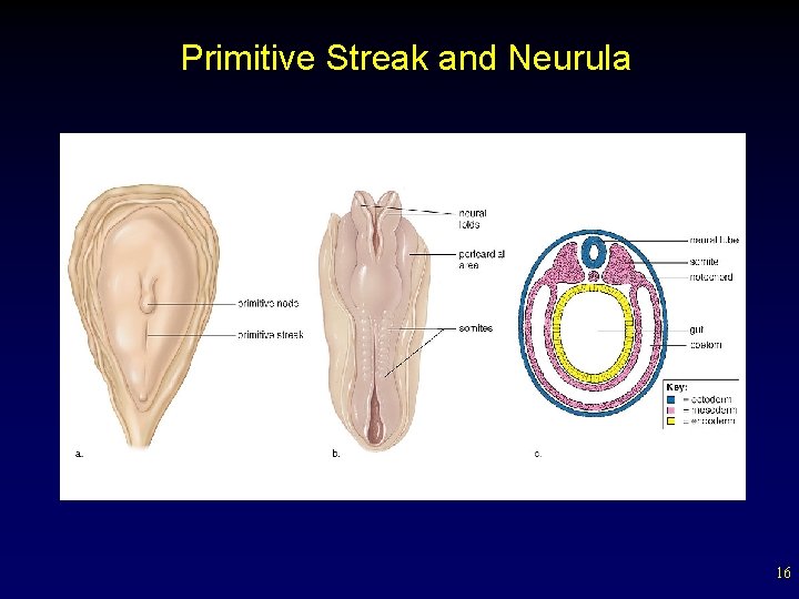 Primitive Streak and Neurula 16 