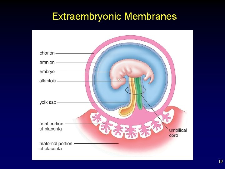 Extraembryonic Membranes 19 