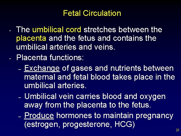 Fetal Circulation • • The umbilical cord stretches between the placenta and the fetus