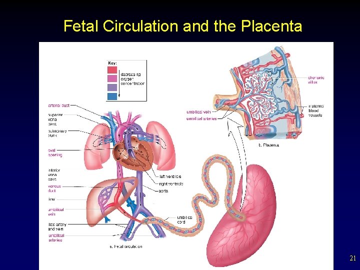 Fetal Circulation and the Placenta 21 