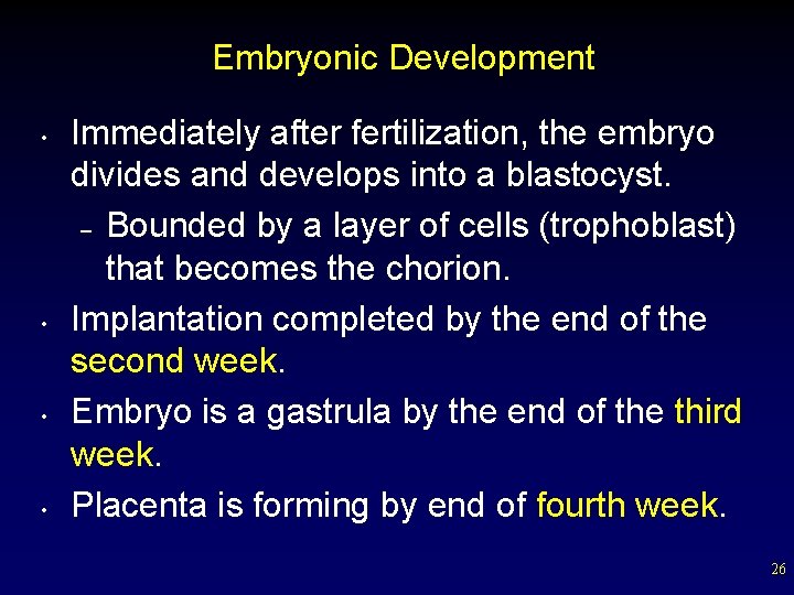 Embryonic Development • • Immediately after fertilization, the embryo divides and develops into a