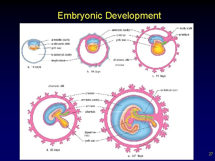 Embryonic Development 27 