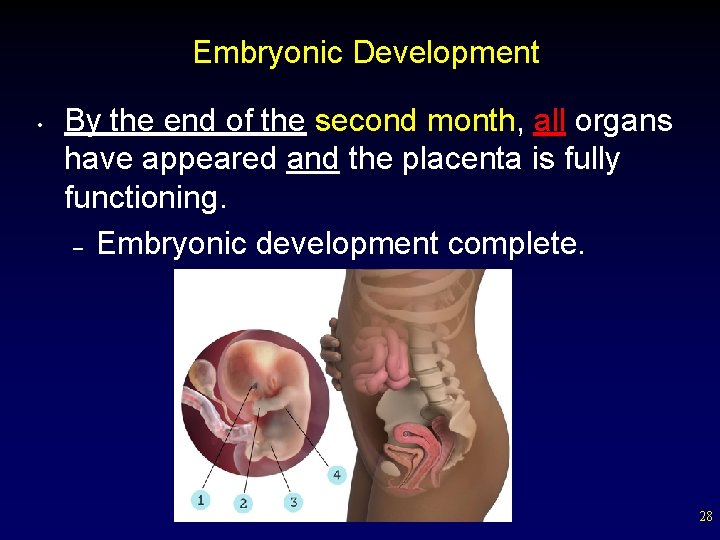 Embryonic Development • By the end of the second month, all organs have appeared