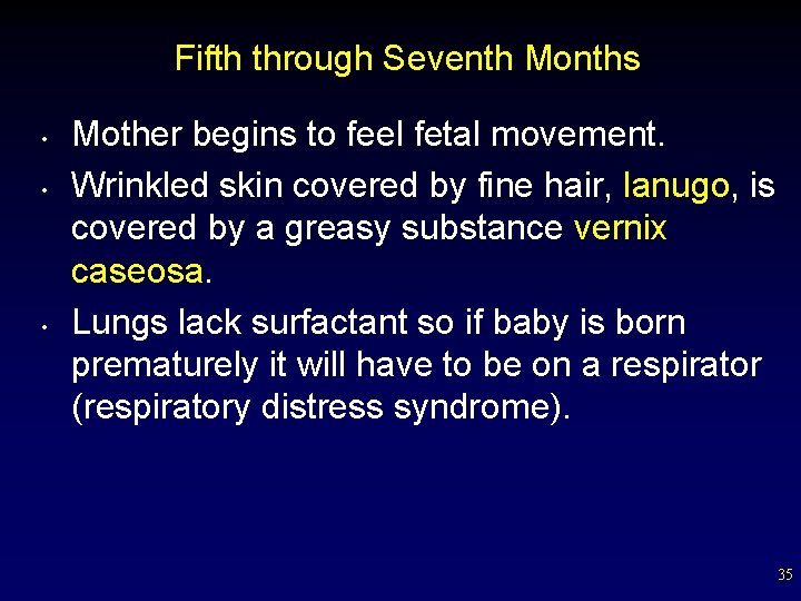 Fifth through Seventh Months • • • Mother begins to feel fetal movement. Wrinkled