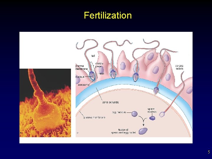 Fertilization 5 