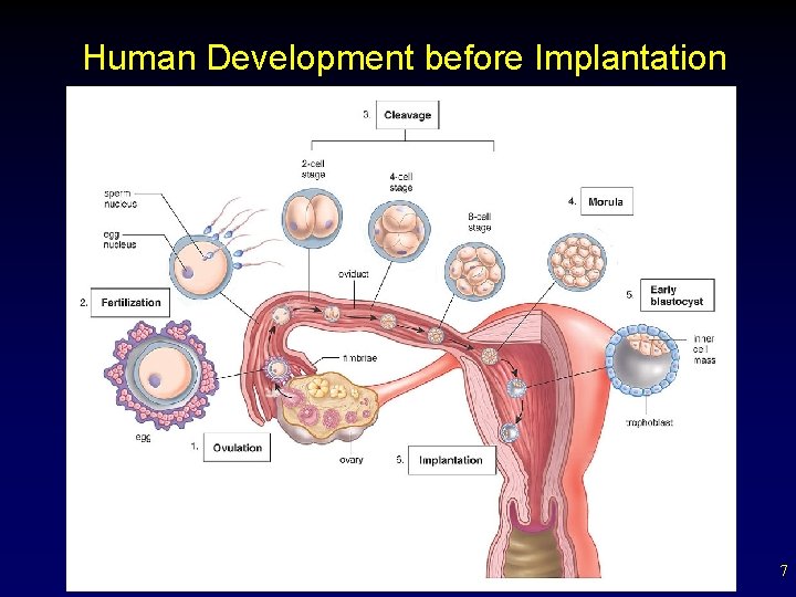 Human Development before Implantation 7 