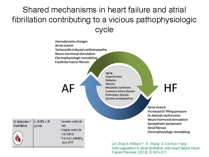 Shared mechanisms in heart failure and atrial fibrillation contributing to a vicious pathophysiologic cycle