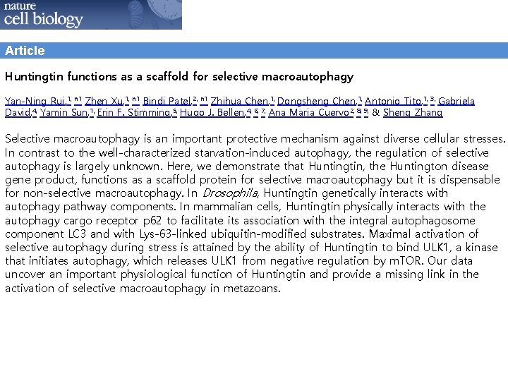 Article Huntingtin functions as a scaffold for selective macroautophagy Yan-Ning Rui, 1, n 1