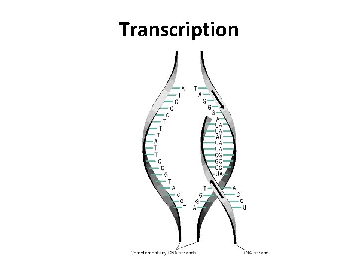 Transcription 