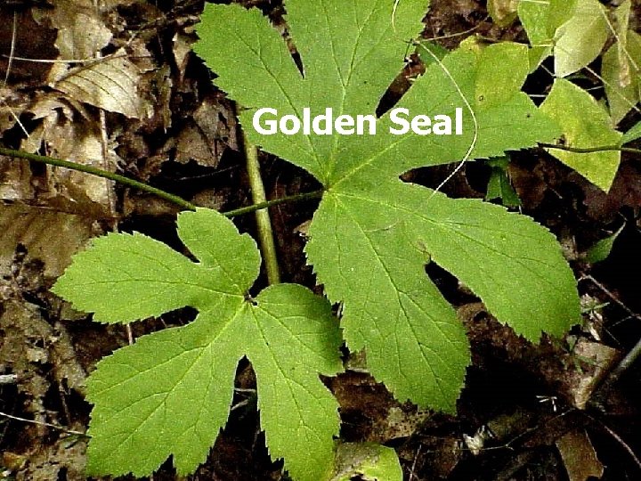 Golden Seal 