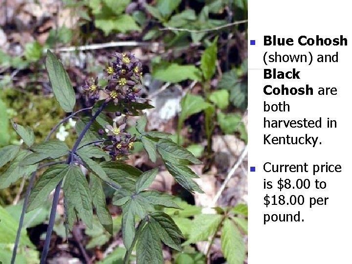 n n Blue Cohosh (shown) and Black Cohosh are both harvested in Kentucky. Current