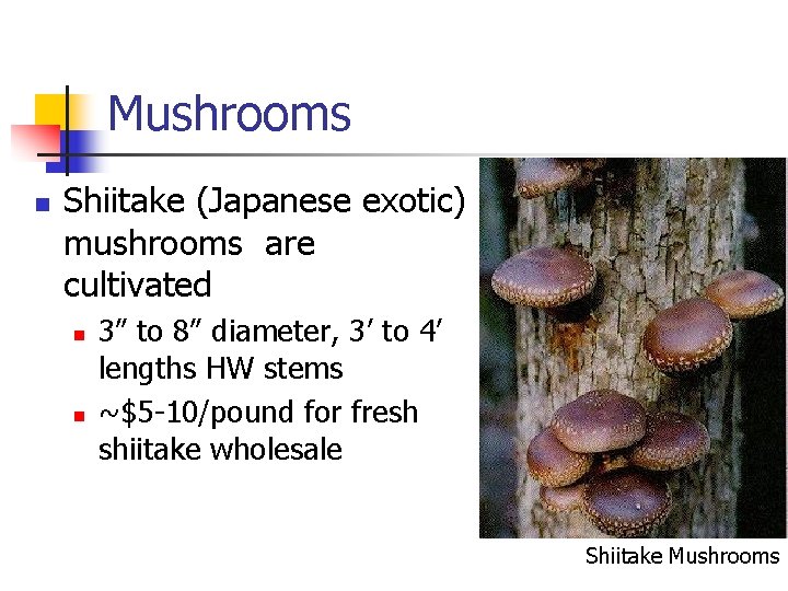 Mushrooms n Shiitake (Japanese exotic) mushrooms are cultivated n n 3” to 8” diameter,