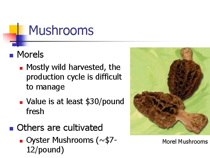 Mushrooms n Morels n n n Mostly wild harvested, the production cycle is difficult
