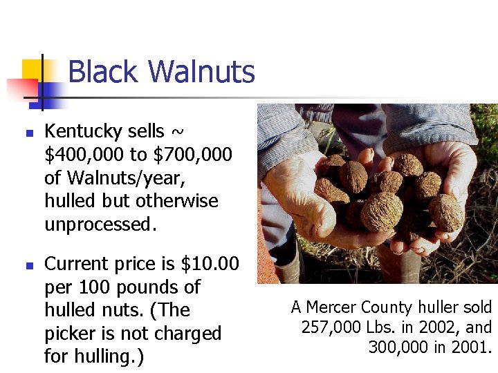 Black Walnuts n n Kentucky sells ~ $400, 000 to $700, 000 of Walnuts/year,