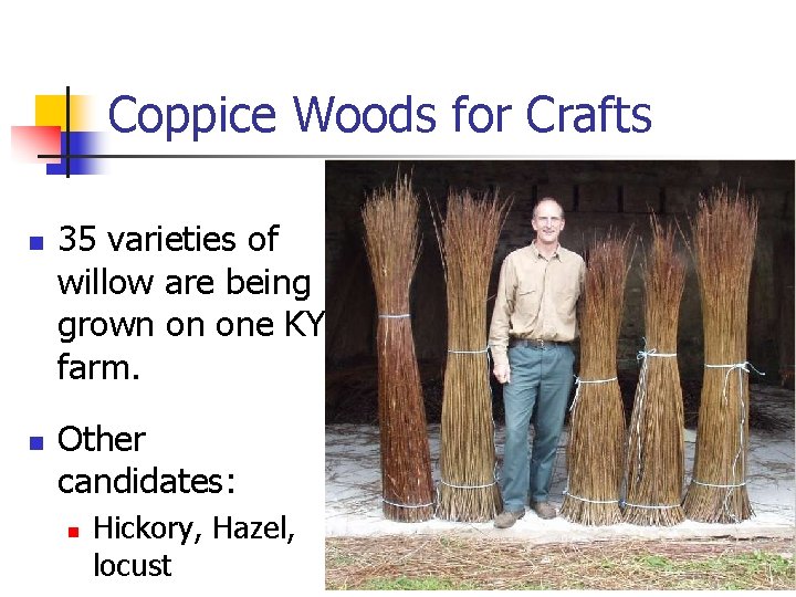 Coppice Woods for Crafts n n 35 varieties of willow are being grown on