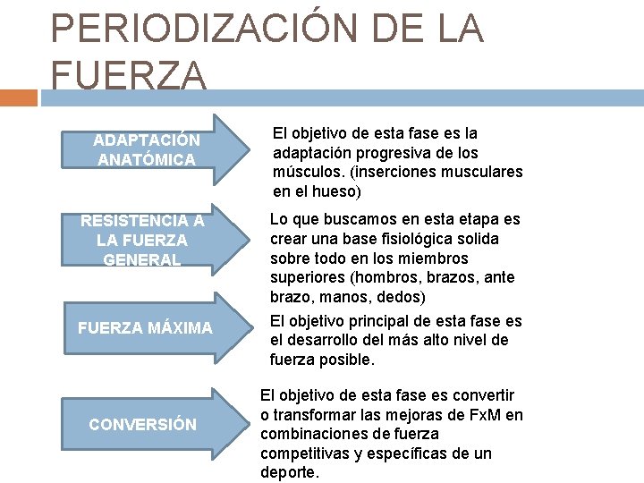 PERIODIZACIÓN DE LA FUERZA ADAPTACIÓN ANATÓMICA El objetivo de esta fase es la adaptación