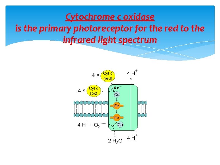 Cytochrome c oxidase is the primary photoreceptor for the red to the infrared light