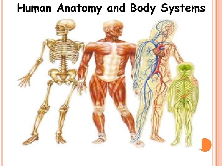 Human Anatomy and Body Systems 