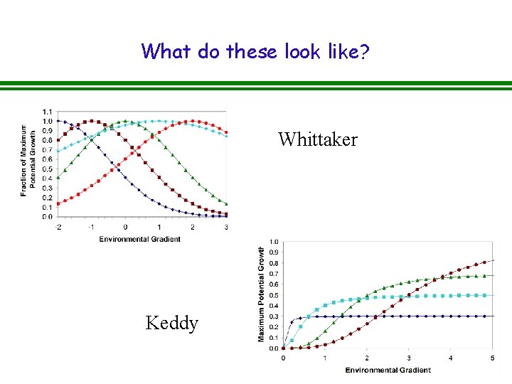 What do these look like? Whittaker Keddy What do these look like? Whittaker Keddy