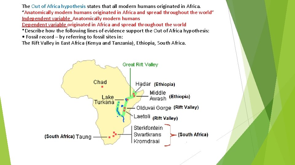 The Out of Africa hypothesis states that all modern humans originated in Africa. “Anatomically The Out of Africa hypothesis states that all modern humans originated in Africa. “Anatomically