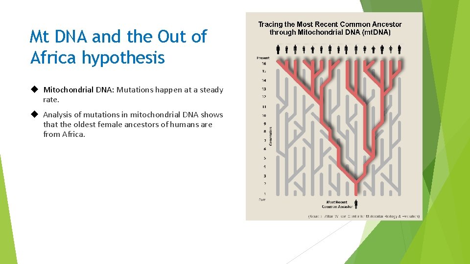 Mt DNA and the Out of Africa hypothesis Mitochondrial DNA: Mutations happen at a Mt DNA and the Out of Africa hypothesis Mitochondrial DNA: Mutations happen at a