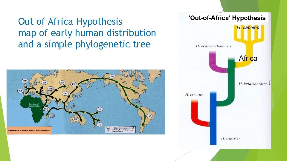 Out of Africa Hypothesis map of early human distribution and a simple phylogenetic tree Out of Africa Hypothesis map of early human distribution and a simple phylogenetic tree