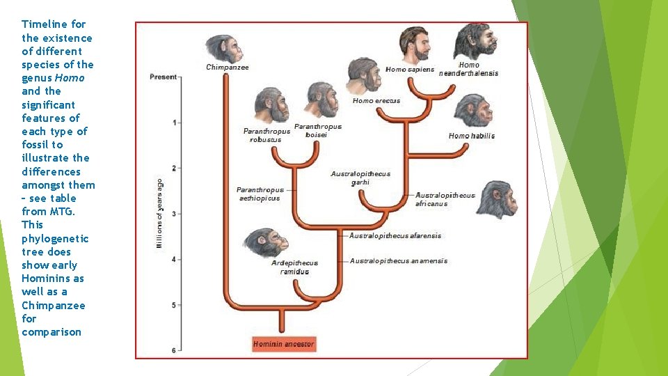 Timeline for the existence of different species of the genus Homo and the significant Timeline for the existence of different species of the genus Homo and the significant