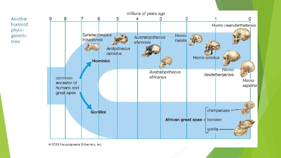 Another hominid phylogenetic tree Another hominid phylogenetic tree